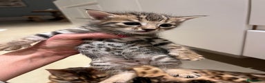 Bengal Kitten 5