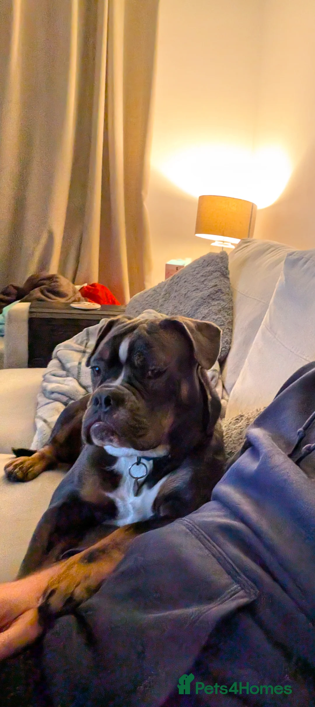 Mixed Breed dogs for sale: **10 months old bulldog cross** - Advert 9