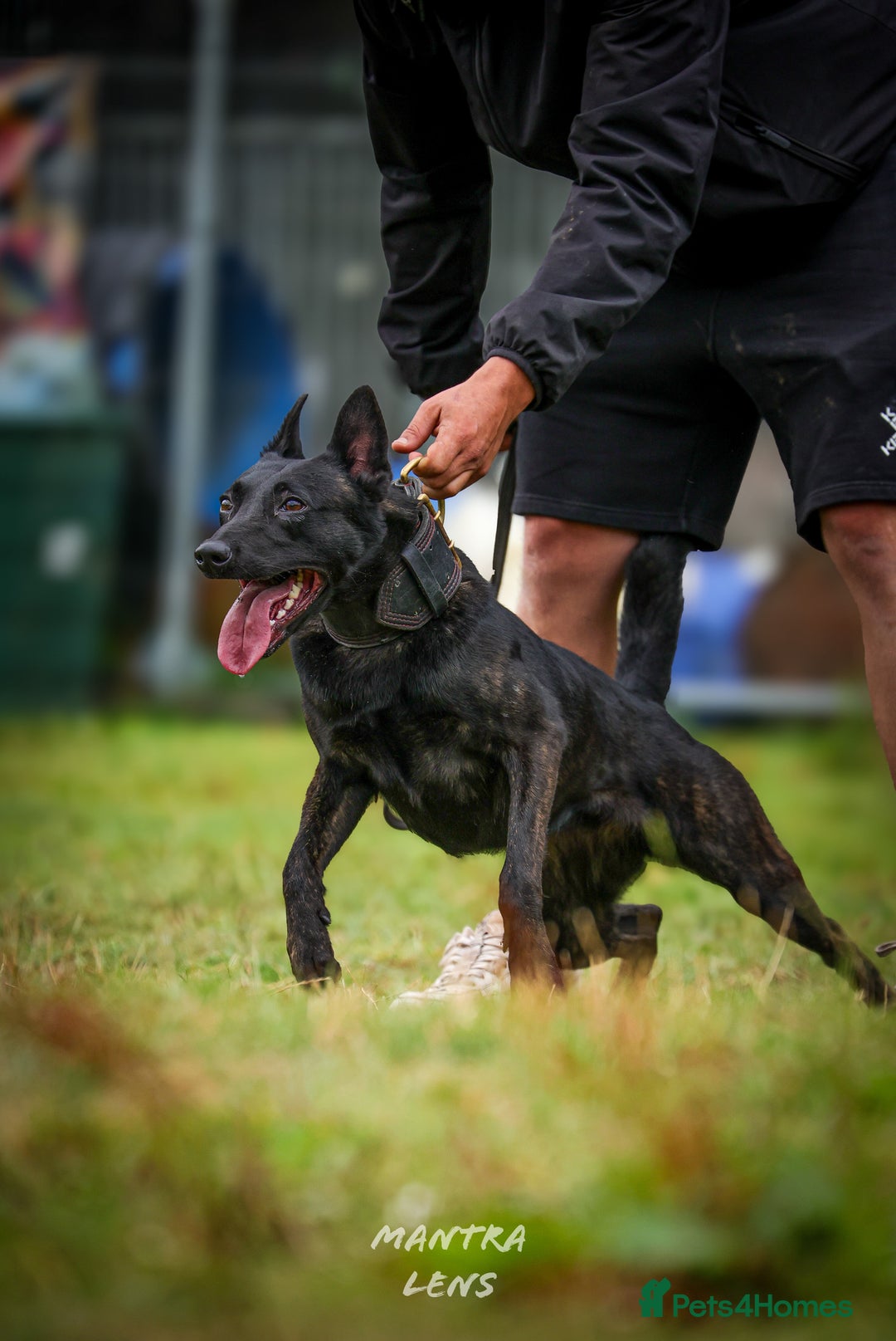 Belgian Shepherd Dog dogs for sale: Dutch Herder pups available!!  - Advert 6