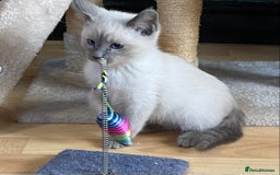 Siamese cats for sale: SIAMESE KITTENS - Image 12