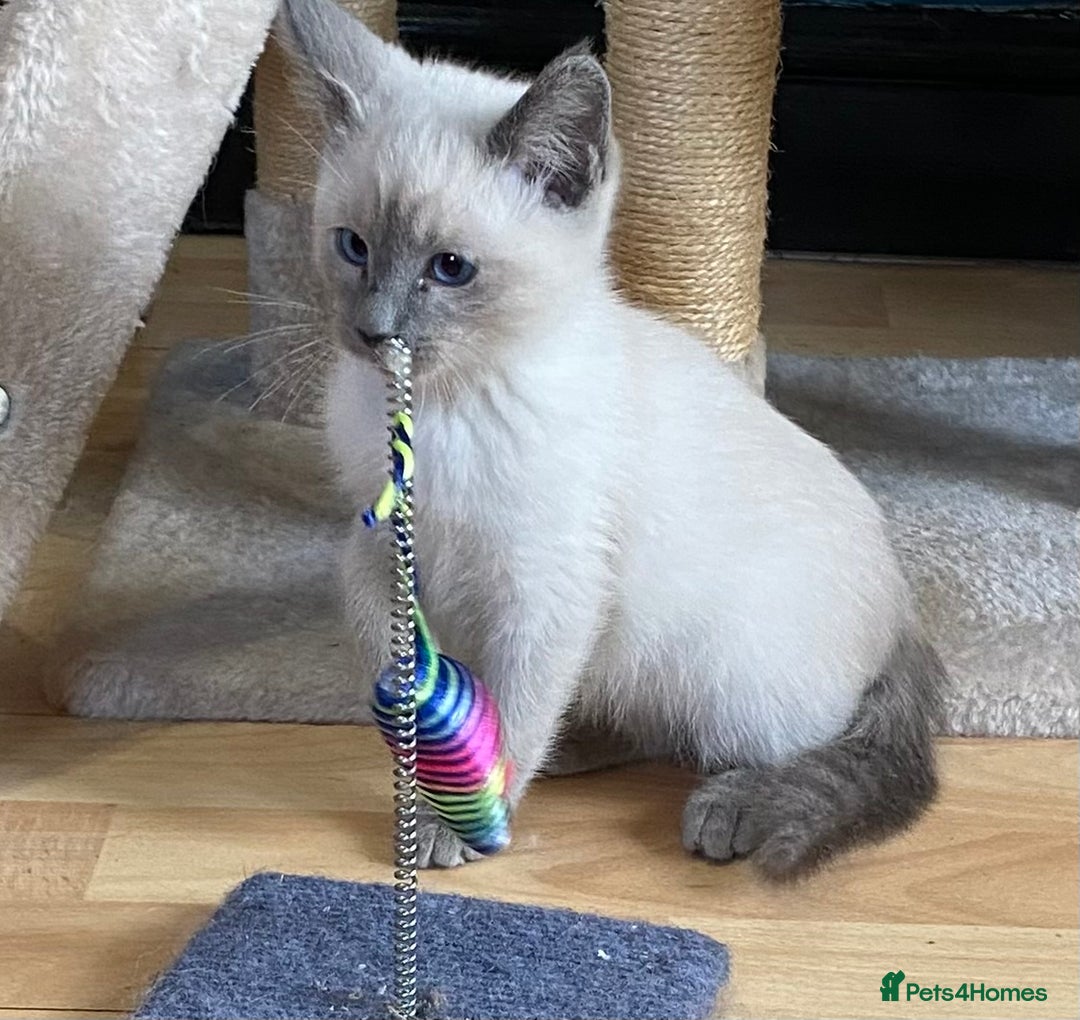 Siamese cats for sale: SIAMESE KITTENS - Image 12