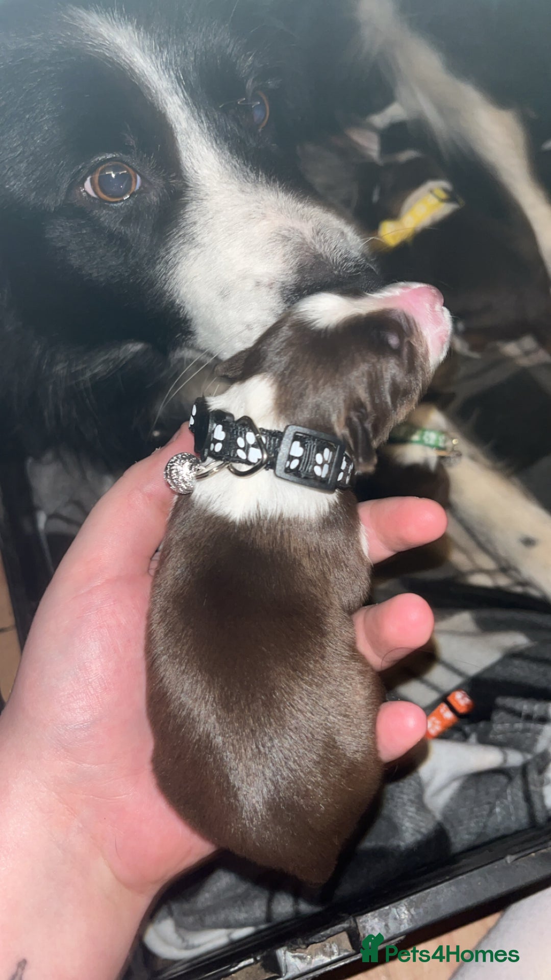 Border Collie dogs for sale: Litter of 7 border collies - Advert 10