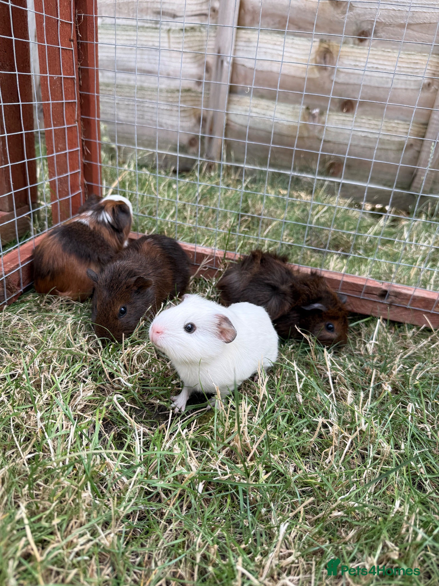 Guinea Pig rodents Cheeky baby guinea pigs! - Advert 1