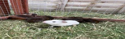 Guinea Pig rodents for sale: Cheeky baby guinea pigs! - Advert 1