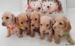 Miniature Dachshund dogs for sale: MINI DACHSHUND CREAM PRA CLEAR - Image 20