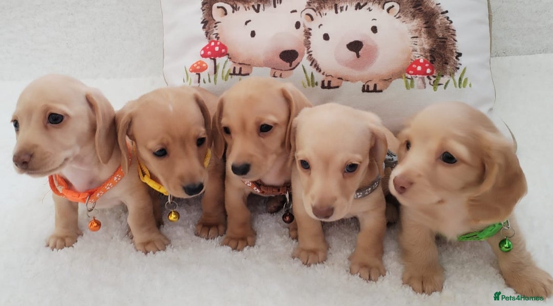 Miniature Dachshund dogs for sale: MINI DACHSHUND CREAM PRA CLEAR - Image 20