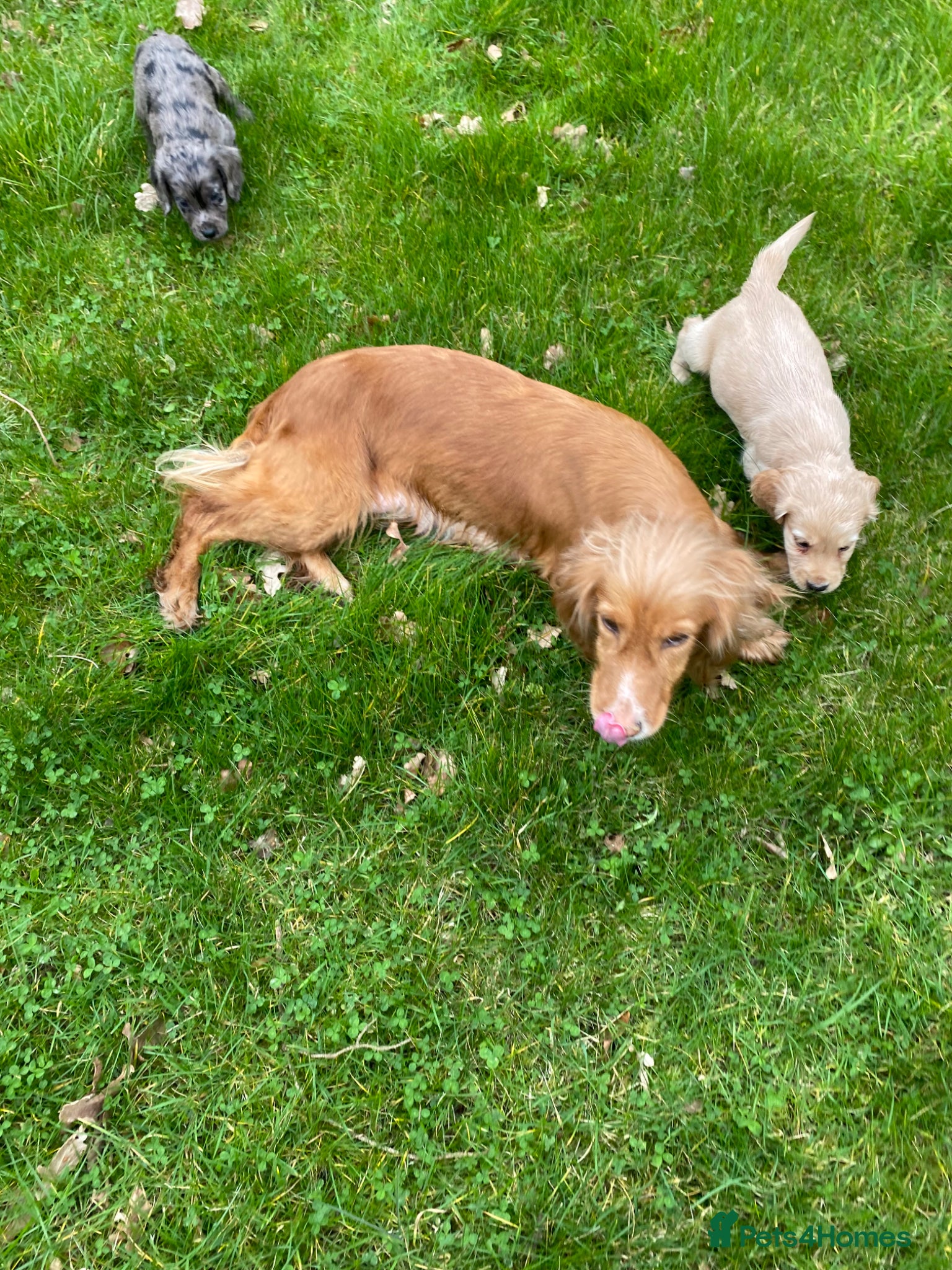 Cocker Spaniel dogs Lovely cocker spaniel puppies - Advert 2