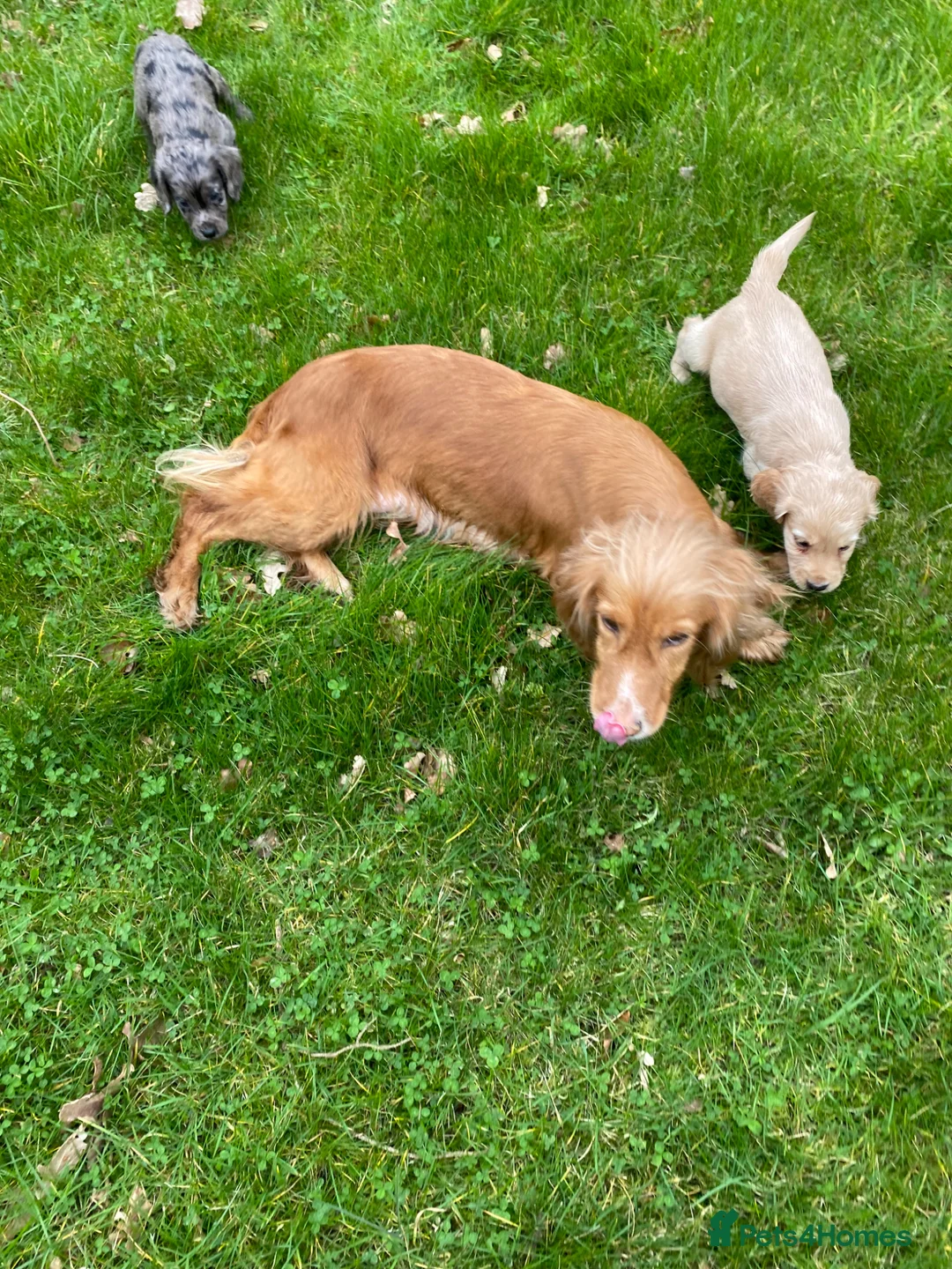 Cocker Spaniel dogs for sale: Lovely cocker spaniel puppies in Durham - Advert 2