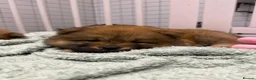 Chow Chow dogs for sale: 7 chow chow puppies  in Warlingham - Advert 21