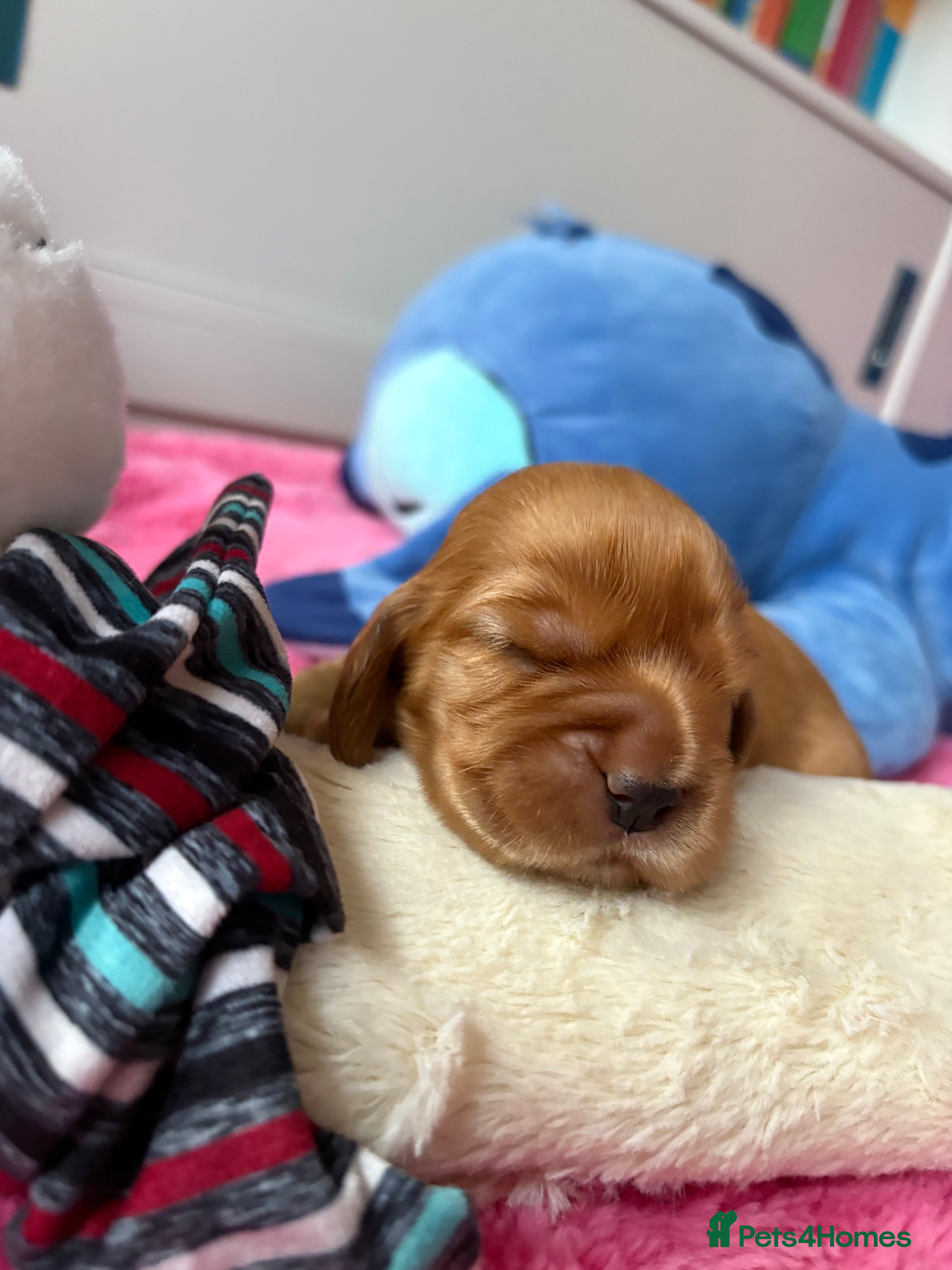 Cocker Spaniel dogs SHOW Cockers Spaniels due  - Advert 11