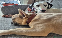 French Bulldog dogs for adoption: 💙 BISCUIT -sweet  11 months boy(neutered)💙 - Image 4