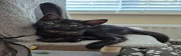 British Shorthair cats for sale: CUTE KITTENS - Advert 9