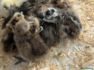 Chickens poultry Polish & silkie chicks - Advert 1