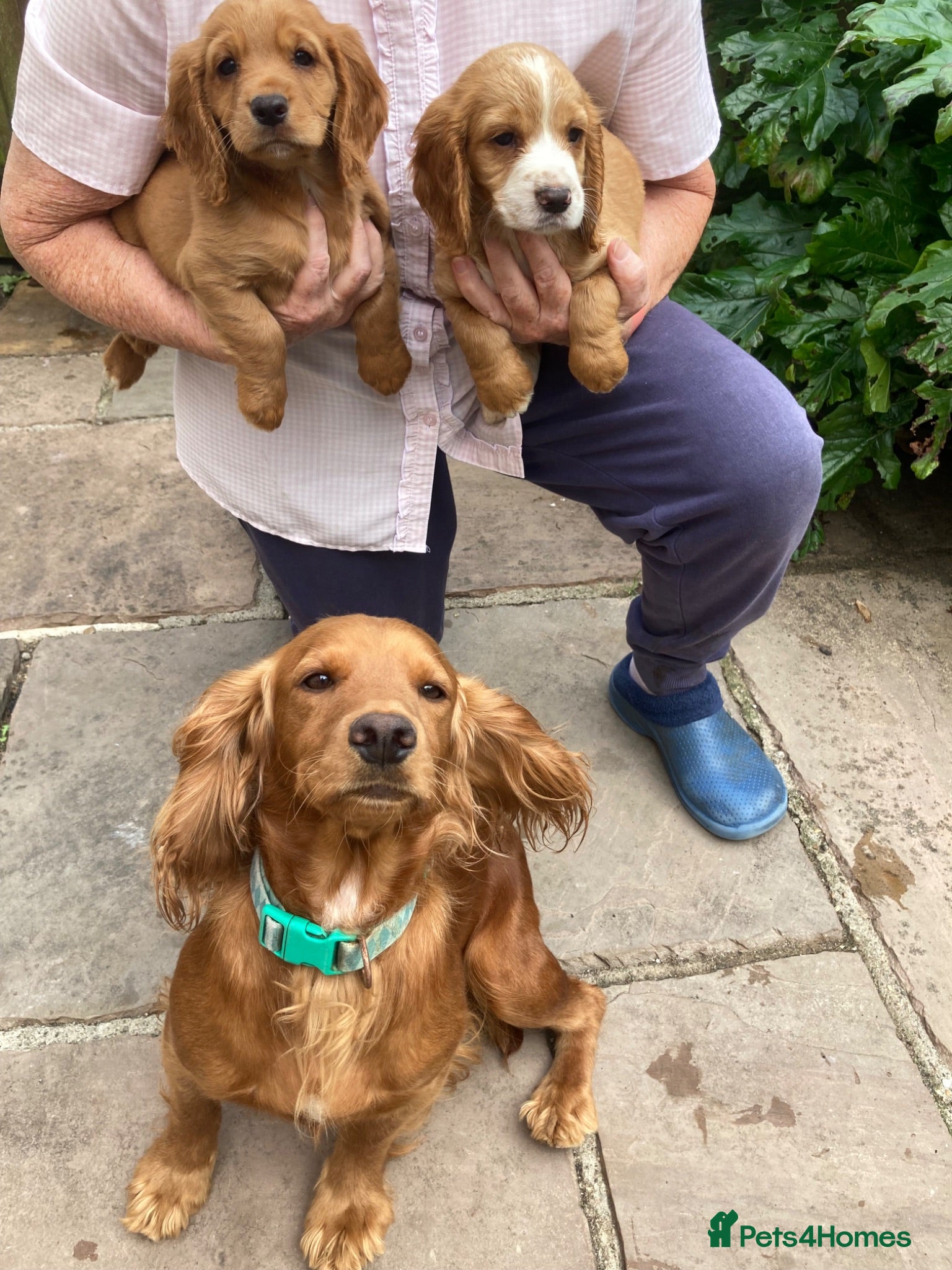 Cocker Spaniel dogs Exceptional Cocker Spaniel Puppies  - Advert 13