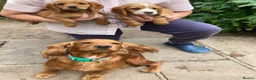 Cocker Spaniel dogs for sale: Exceptional Cocker Spaniel Puppies  - Advert 3