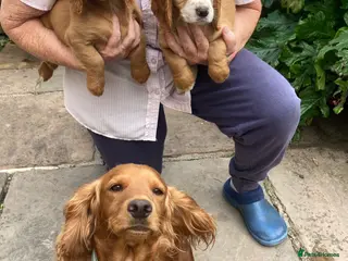Cocker Spaniel dogs Exceptional Cocker Spaniel Puppies - Advert 13