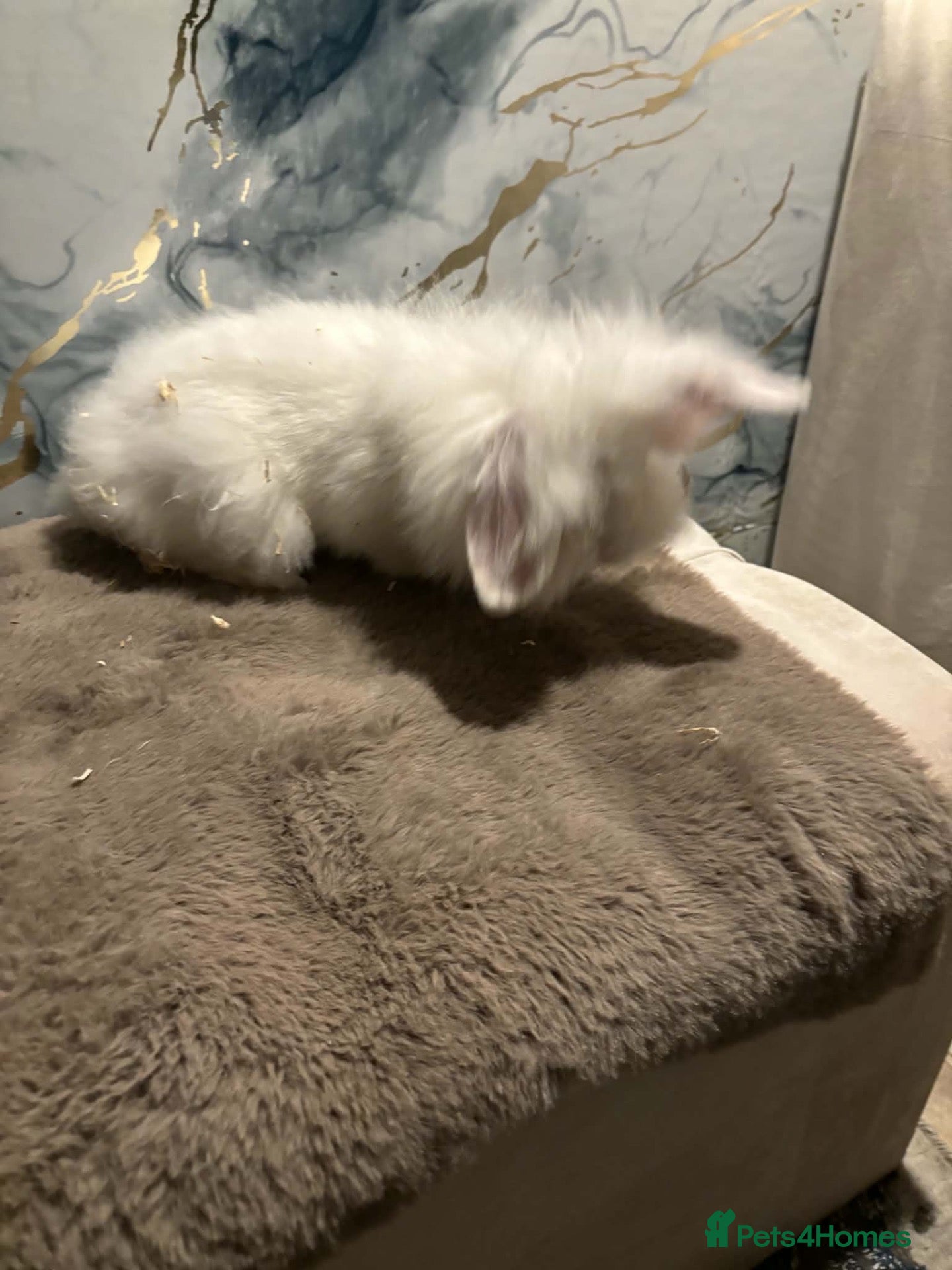 Lionhead rabbits TeddyWider - Advert 21
