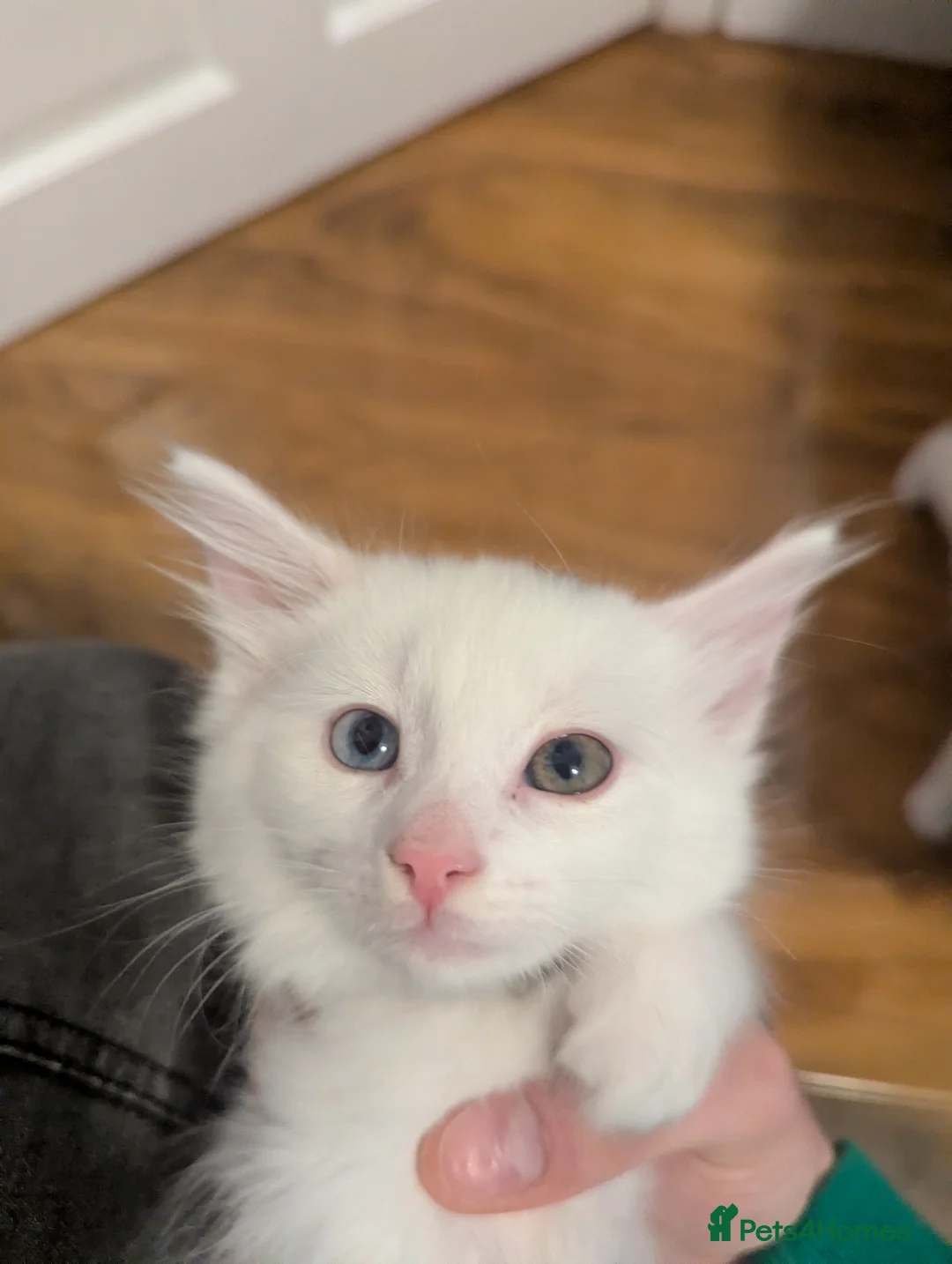 Mixed Breed cats for sale: Beautiful Boys for sale (1 w/ heterochromia) - Advert 6