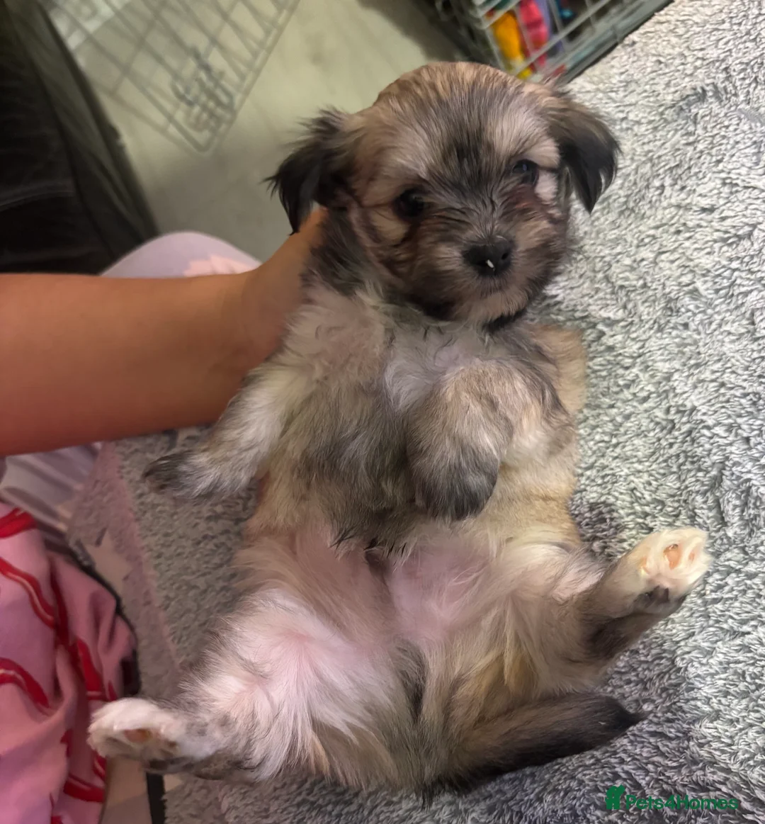 Mixed Breed dogs for sale: Fluffy Malchi puppies  - Advert 24