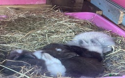 Lionhead rabbits for sale: 2 male left. 6 females  - Image 15
