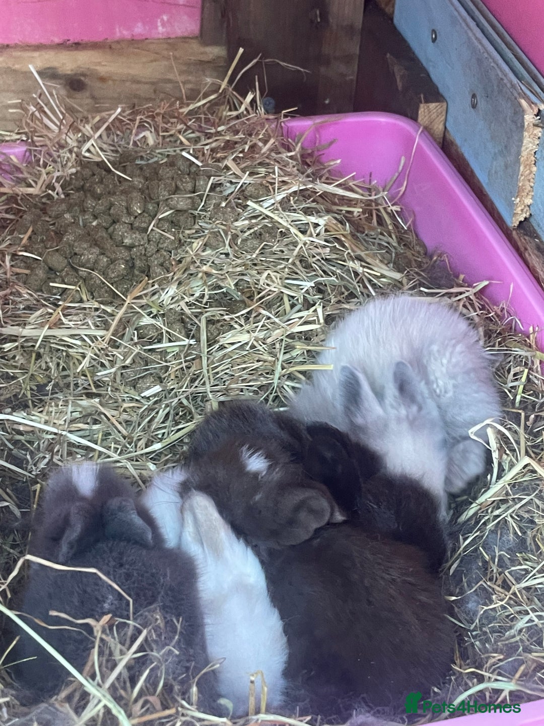Lionhead rabbits for sale: 2 male left. 6 females  - Image 15