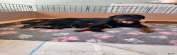 Rottweiler dogs for sale: 🐾 Beautiful Rottweiler Puppies 🐾 - Advert 5