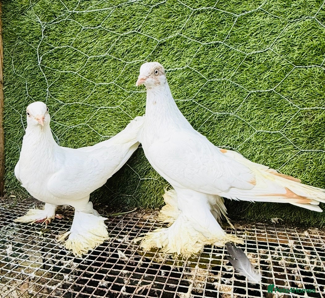 Pigeons birds Top Quality Strong Breeding Pair – Vaccinated - Advert 1