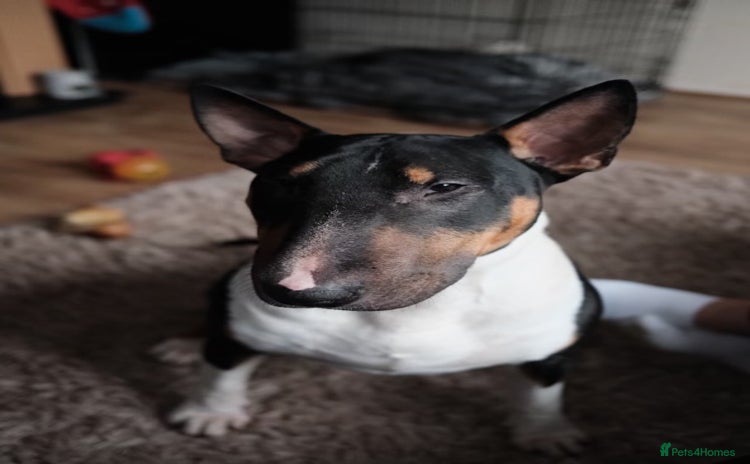 English Bull Terrier dogs - Advert 1