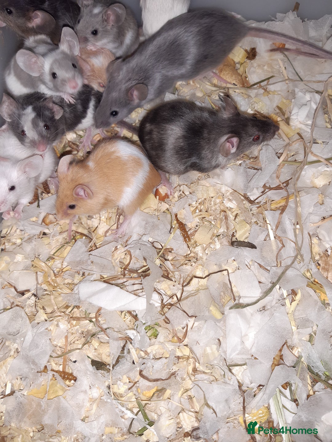 Mouse rodents for sale: Baby female fancy mice ready now - Advert 3