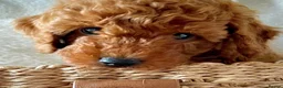 Miniature Poodle dogs for sale: Gorgeous miniature poodles ready now x  - Advert 3