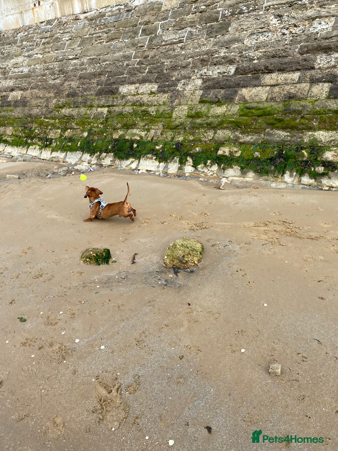 Miniature Dachshund dogs for sale: 2 year old male dachshund  - Advert 2