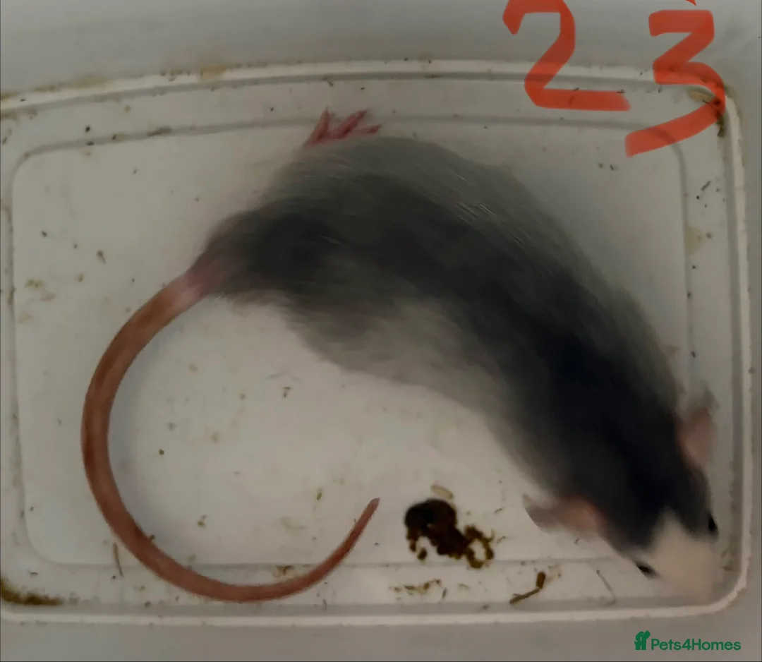 Rat rodents for sale: BABY RAT GIRLS   . Beautiful tame babies  - Advert 4