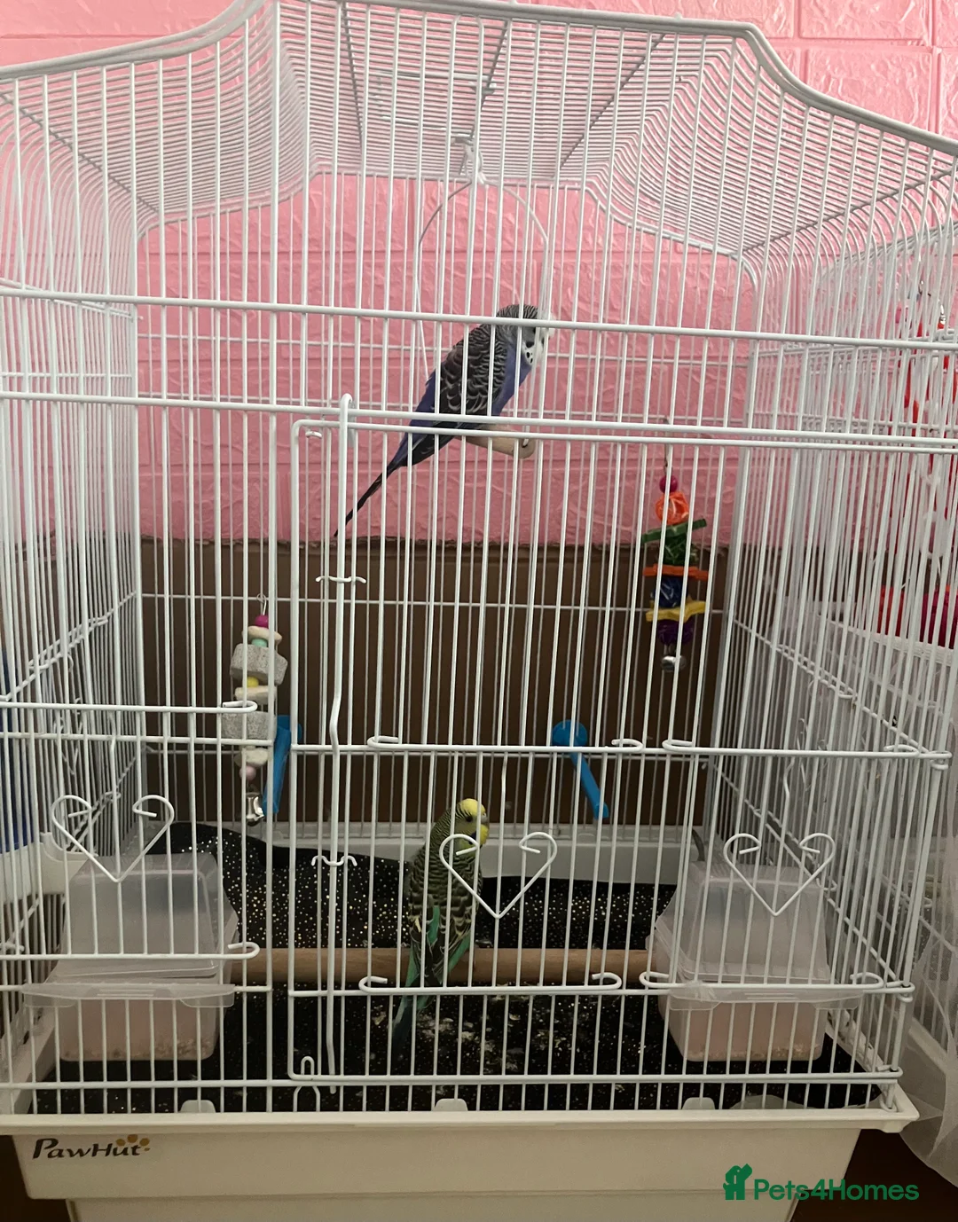 Budgerigars birds for sale: Birds for good homes - Advert 2