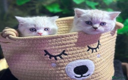 Scottish Fold cats for sale: TICA Full Pedigree kitten available  - Image 4