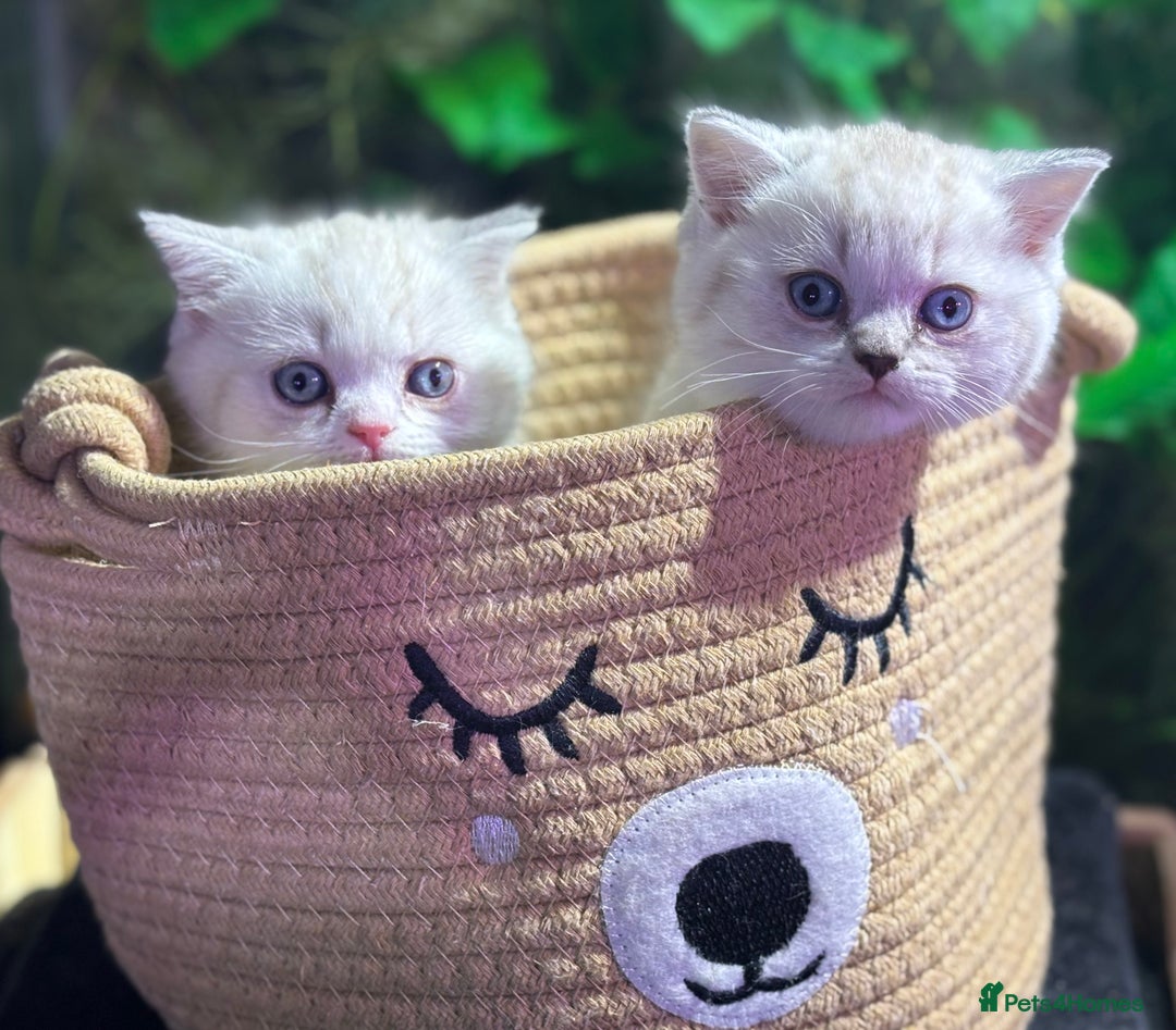 Scottish Fold cats for sale: TICA Full Pedigree kitten available  - Image 4
