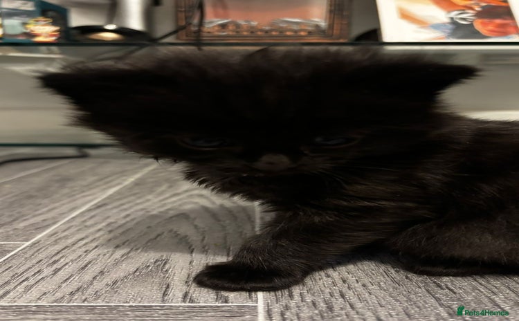 Domestic Shorthair cats - Advert 2