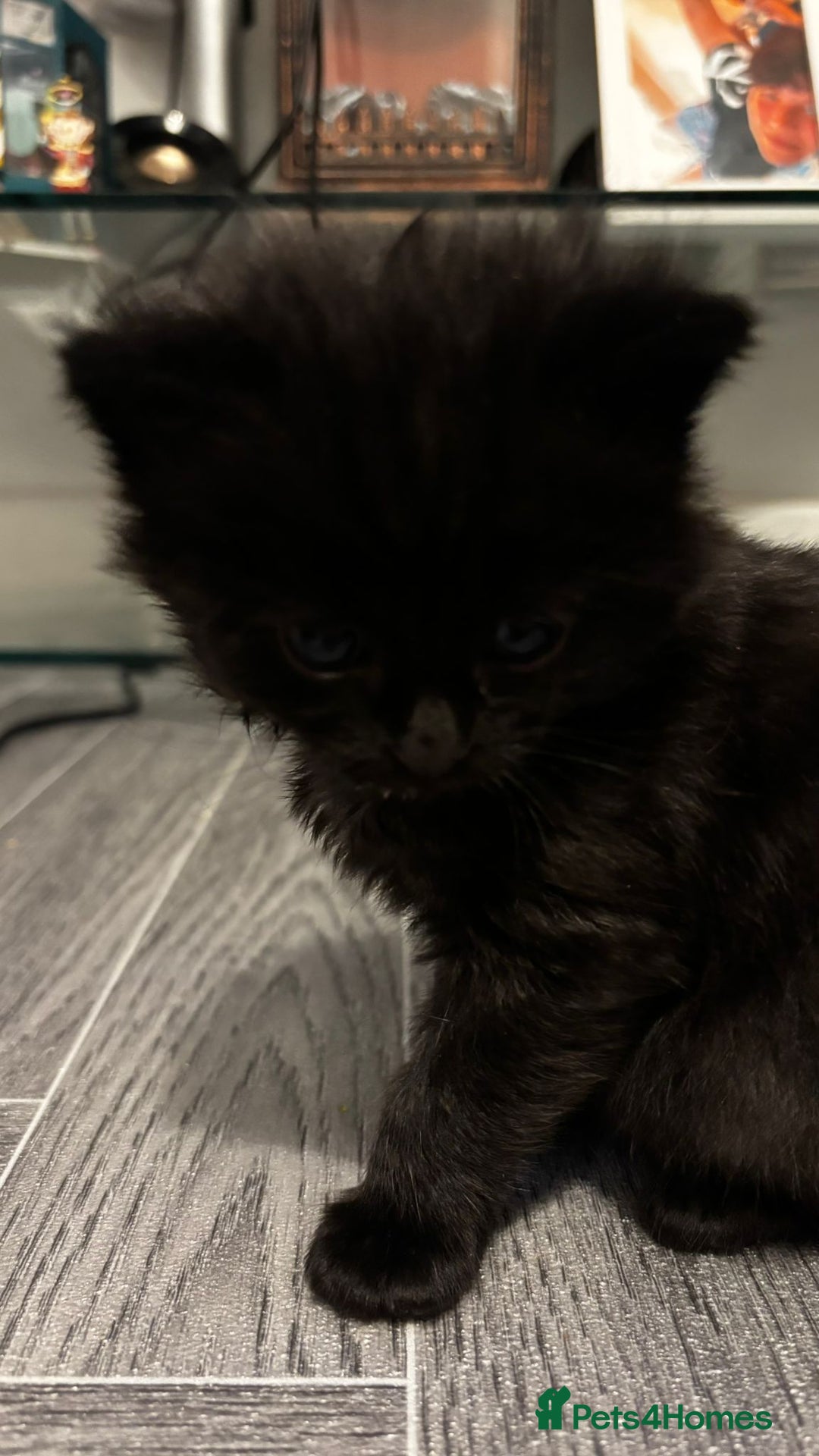 Domestic Shorthair cats for sale: Black kittens - Image 1
