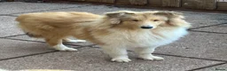 Rough Collie dogs for sale: KC registered 6 month male puppy - Advert 2