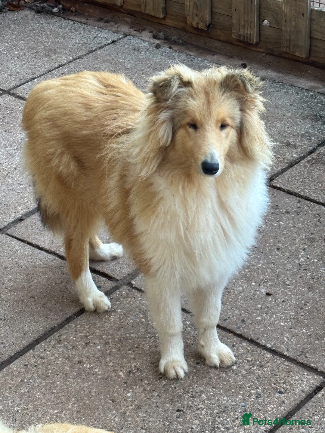 Rough Collie dogs for sale: KC registered 6 month male puppy - Advert 2
