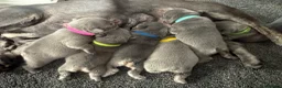 French Bulldog dogs for sale: 🐾 Outstanding litter of 6 🐾 - Advert 25