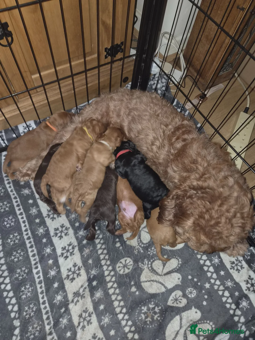 Cockapoo dogs for sale: beautiful cockapoo's in Mountain Ash - Advert 1