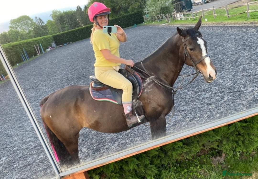 Irish Thoroughbred horses for sale: 16H TB Mare ex Racer excellent manners 16 years  - Image 8