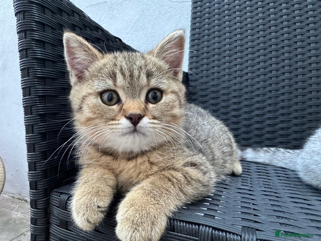 Scottish Fold cats for sale: Scottish Fold X Scottish Straight  in Wolverhampton - Image 12