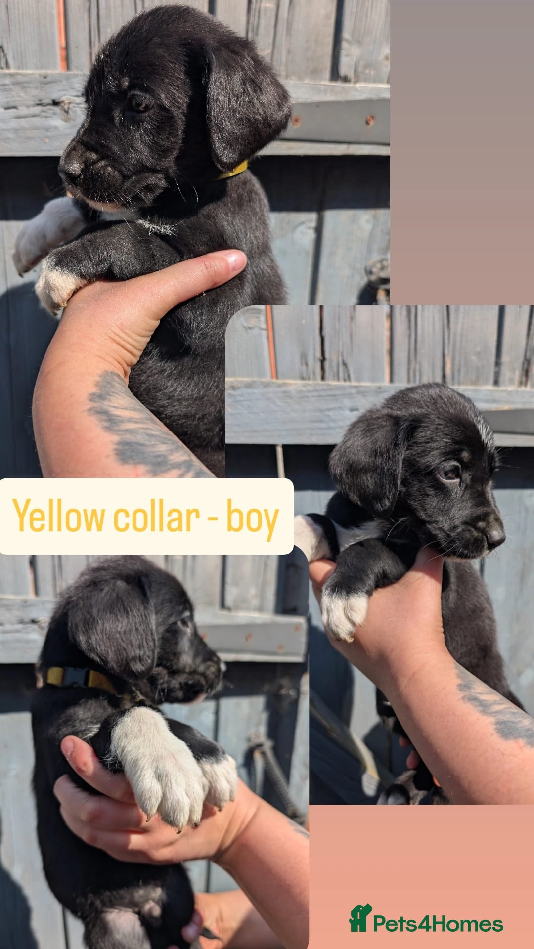 Mixed Breed dogs 🐾Ready now Rottweiler Cross German shepmatian Pup - Advert 3