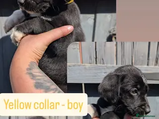 Mixed Breed dogs 🐾Ready now Rottweiler Cross German shepmatian Pup - Advert 3