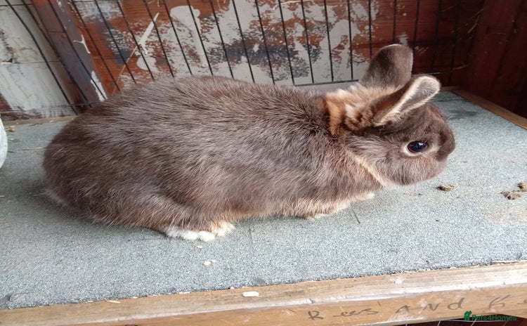Netherland Dwarf rabbits - Advert 15