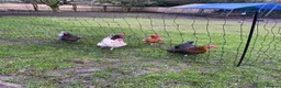 Chickens poultry for sale: 5 Laying Chickens - Advert 1