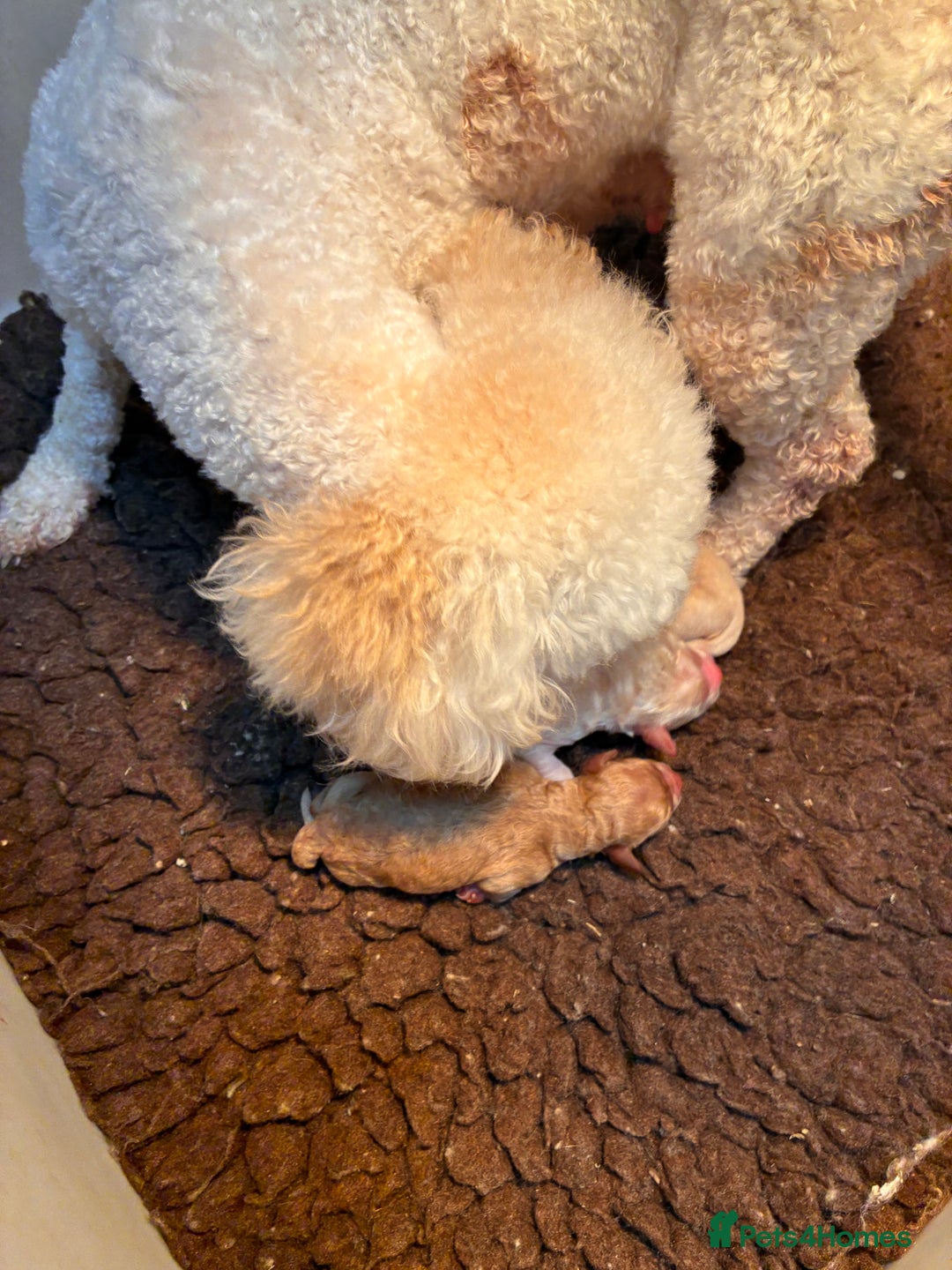 Poochon dogs for sale: *Stunning Poochon puppies* - Image 5