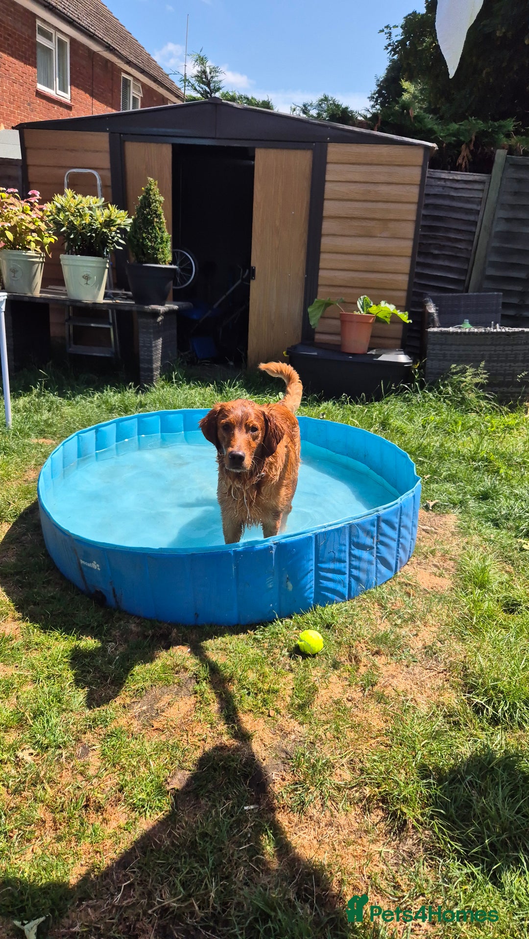 Golden Retriever dogs for stud: KC registered stud  - Advert 3