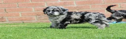 Cockapoo dogs for sale: F1 COCKAPOO PUPPIES FOR SALE - Advert 27